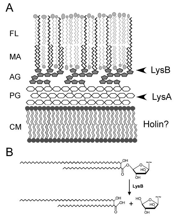 A model for mycobacteriophage lysis of mycobacteria