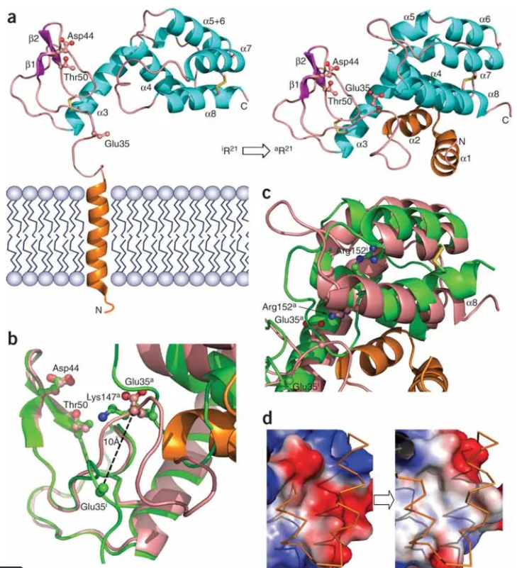 Structural basis of R21 activation.