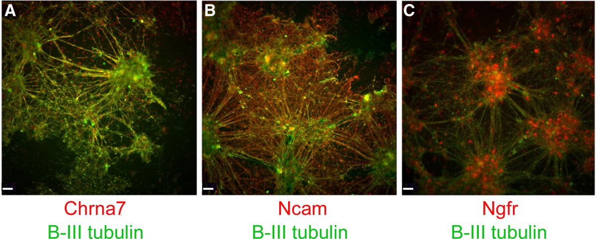 Characterization of differentiated neurons